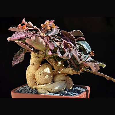 EUPHORBIA BONSAI (Euphorbia francoisii) - Pote 12