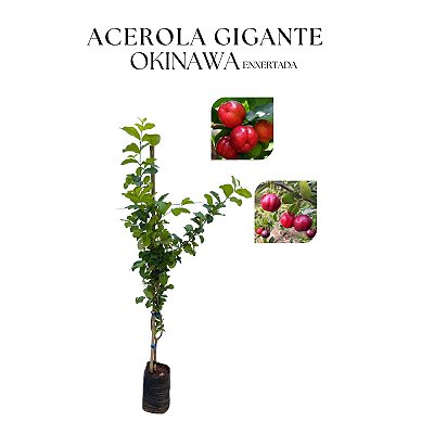 ACEROLA GIGANTE OKINAWA (Malpighia punicifolia) - Muda Enxertada com 60 cm