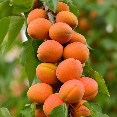 DAMASCO (Prunus armeniaca) - Muda Enxertada com1 metro