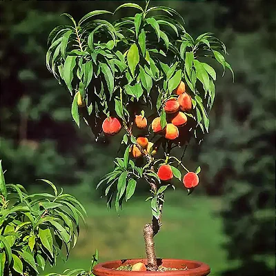 PÊSSEGO ANÃO (Prunus persica) - Muda Legítima Enxertada com 40 cm