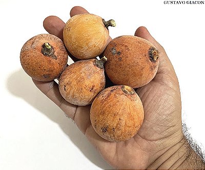 GULOSA DA MATA ATLÂNTICA (Salacia elliptica) - Muda com 60 cm