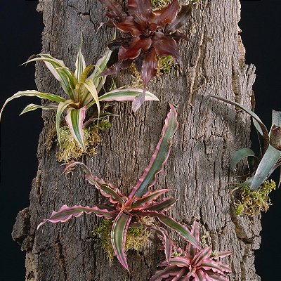 ESTRELA DA TERRA ou BROMÉLIA CRIPTANTUS - P06