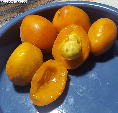 DAMASCO BOLIVIANO ou OCOROCILLO (Hexachlamys boliviana) - Muda com até 30 cm