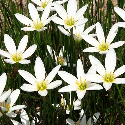 LÍRIO DO VENTO ou ZEFIRANTES (Zephyranthes candida)
