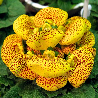 SAPATINHO DE VÊNUS (Calceolaria x herbeohybrida) - Pote 15