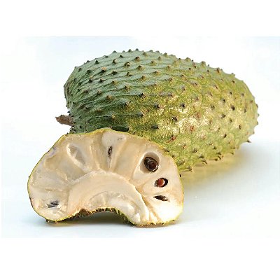 GRAVIOLA (Annona muricata) - Muda com até 80 cm