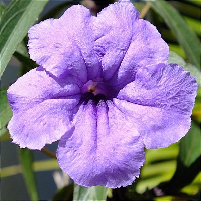 RUÉLIA AZUL ARBUSTIVA (Ruellia coerulea)