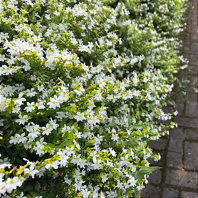 ÉRICA BRANCA (Cuphea hyssopifolia)