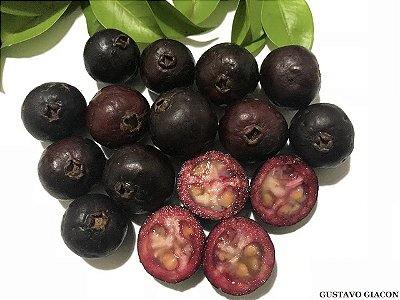 ARAÇÁ ROXO (Psidium myrtoides) - Muda com até 80 cm