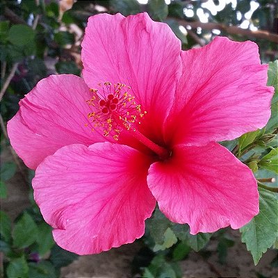 HIBISCO ROSA (Hibiscus rosa sinensis) - Muda com até 1 metro