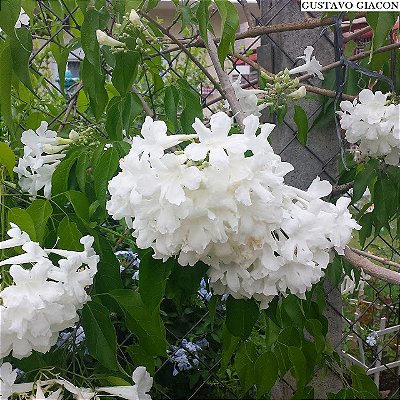 CUSPIDÁRIA ou CIPÓ BRANCO (Cuspidaria convoluta) - Muda com até 80 cm