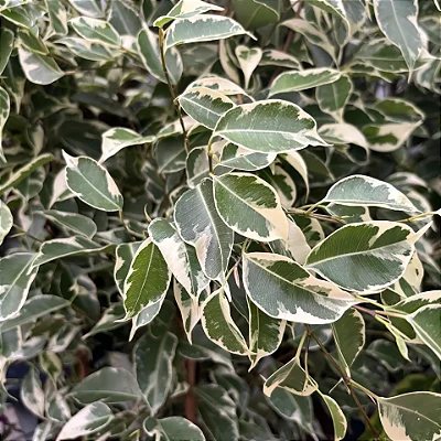 FICUS VARIEGATA TRANÇADO - Pote 20 (Ficus benjamina)