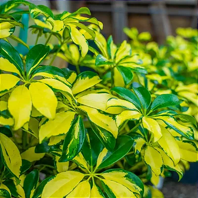 CHEFLERA VARIEGATA (Schefflera arboricola) - Muda com 30 a 40 cm