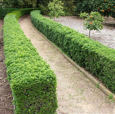 BUXINHO (Buxus sempervirens) - Muda com até 60 cm