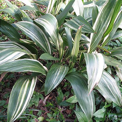 ASPIDISTRA VARIEGATA (Elatior) - Cuia 21
