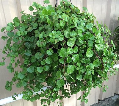 DÓLAR VERDE (Plectranthus nummularius) - Cuia 21