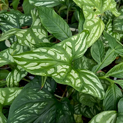 Cercestis mirabilis - Pote 12