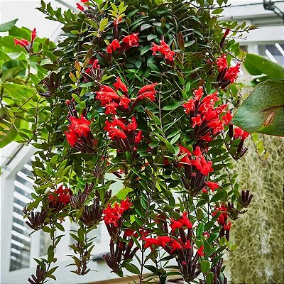 COLUMÉIA BATOM (Aeschynanthus pulcher) - Cuia 21