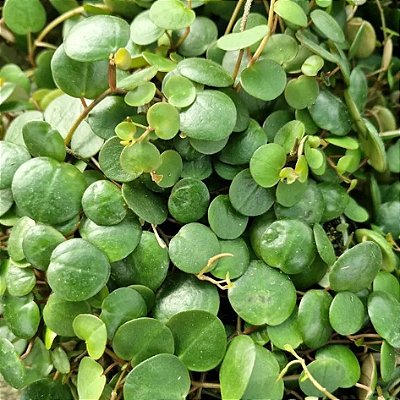 COLAR DE LENTILHA (Peperomia rotundifolia) - Pote 9