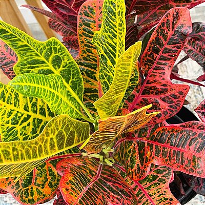 CRÓTON HÍBRIDO EXCELLENCE - Pote 11