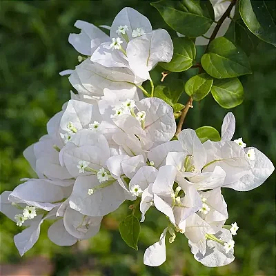 PRIMAVERA BRANCA (Bougainvillea spectabilis) - Muda com até 70 cm