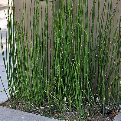 CAVALINHA (Equisetum) - Pote 15