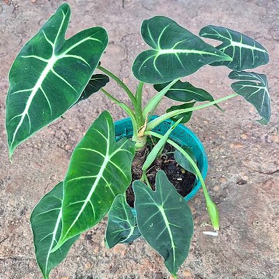 ALOCÁSIA VELUDO (Alocasia micholitziana 'Frydek') - Pote 17