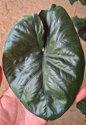 ALOCÁSIA CHOCOLATE (Alocasia 'Chocolate Green') - Pote 12