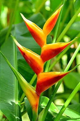 PÁSSARO DE FOGO ou Heliconia bihai - Muda com até 80 cm