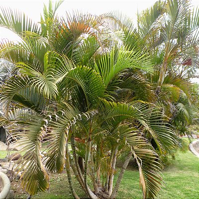 ARECA BAMBU (Dypsis lutescens) - Muda com 60 cm