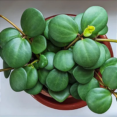 PEPERÔMIA COLAR (Peperomia tetraphylla ‘Hope’) - Pote 9