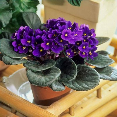 VIOLETA (Saintpaulia ionantha) - Pote 11