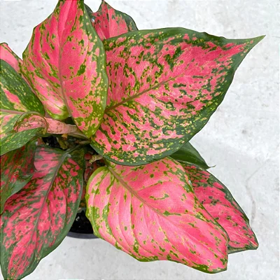 Aglaonema 'Pink' - Pote 12