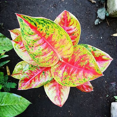 Aglaonema Vermelha e Amarela - Pote 12