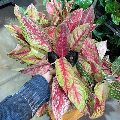 AGLAONEMA PINTAS AMARELAS - Pote 12