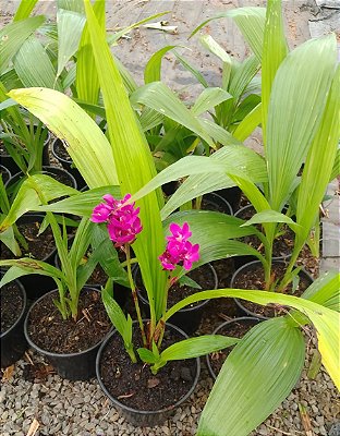 ORQUÍDEA SPATOGLOTIS ou GRAPETE (Spathoglottis plicata) - Pote 15