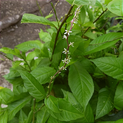 GUINÉ (Petiveria tetrandra)