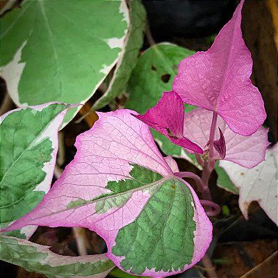 HERA BATATA ROSA (Ipomoea batatas 'Pink frost')