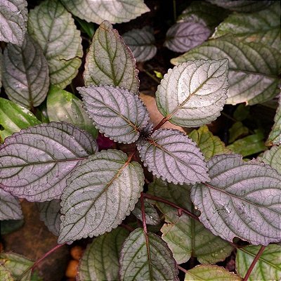 HEMIGRAFIS ROXA (Hemigraphis alternata)