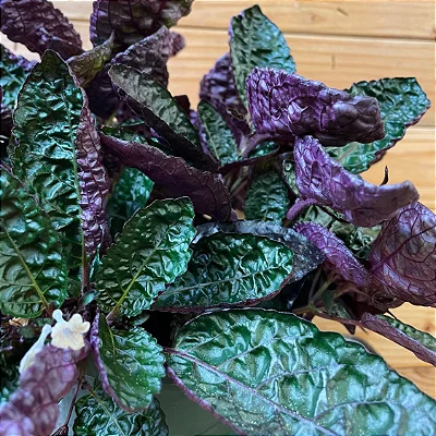 HEMIGRAFIS CRESPA (Hemigraphis alternata 'Exotica')