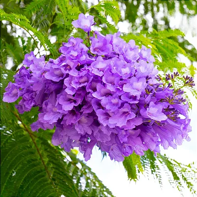 JACARANDÁ MIMOSO (Jacaranda mimosifolia) - Muda com até 1 metro