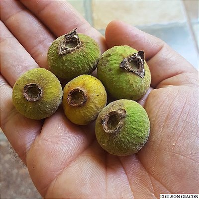 SETE CAPOTES (Campomanesia guazumifolia) - Muda com até 60 cm