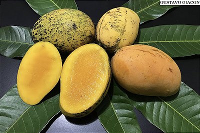MANGA ESPADA AMARELA (Mangifera indica) - Muda Enxertada com até 1,20m