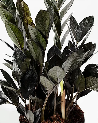 ZAMIOCULCA PRETA DOWON (Zamioculcas zamiifolia ‘Black Dowon’) - Pote 18