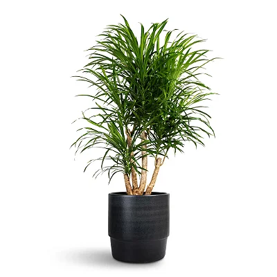 DRACENA ou PLEOMELE FITA (Dracaena reflexa 'Anita') - Pote 8L com 80 cm