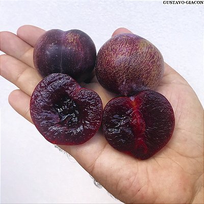 AMEIXA ROXA (Prunus salicina) - Muda Enxertada com 1 metro