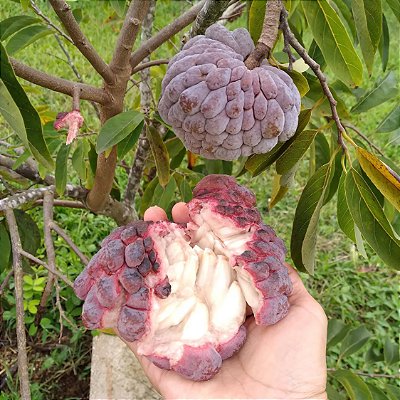 PINHA VERMELHA (Annona reticulata "Red") - Muda Enxertada com até 1 metro
