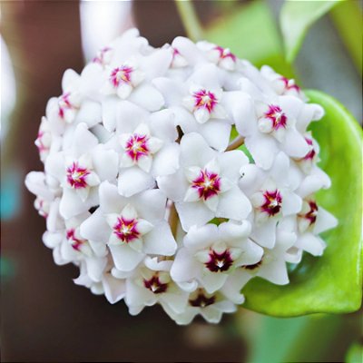 FLOR DE CERA BRANCA (Hoya carnosa) - Cuia 21