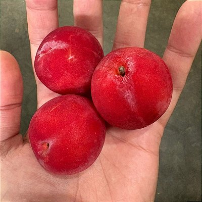 AMEIXA RUBIMEL (Prunus salicina) - Muda Enxertada com 1 metro