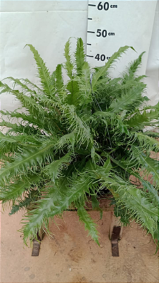 SAMAMBAIA RABO DE PAVÃO - Cuia 32 (Microsorum punctatum)